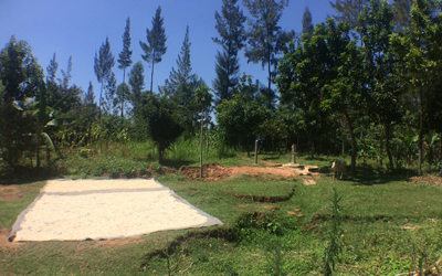 Farm – Ebubala Primary School maize